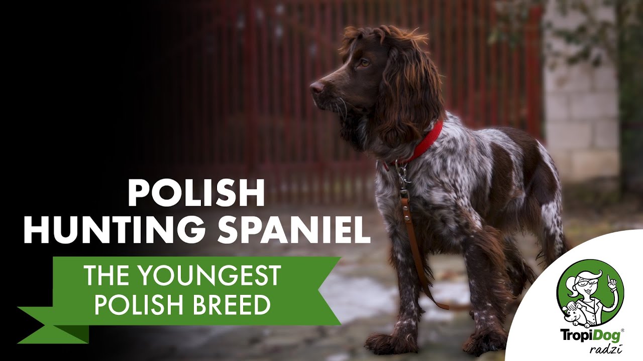 Polish Hunting Spaniel breed