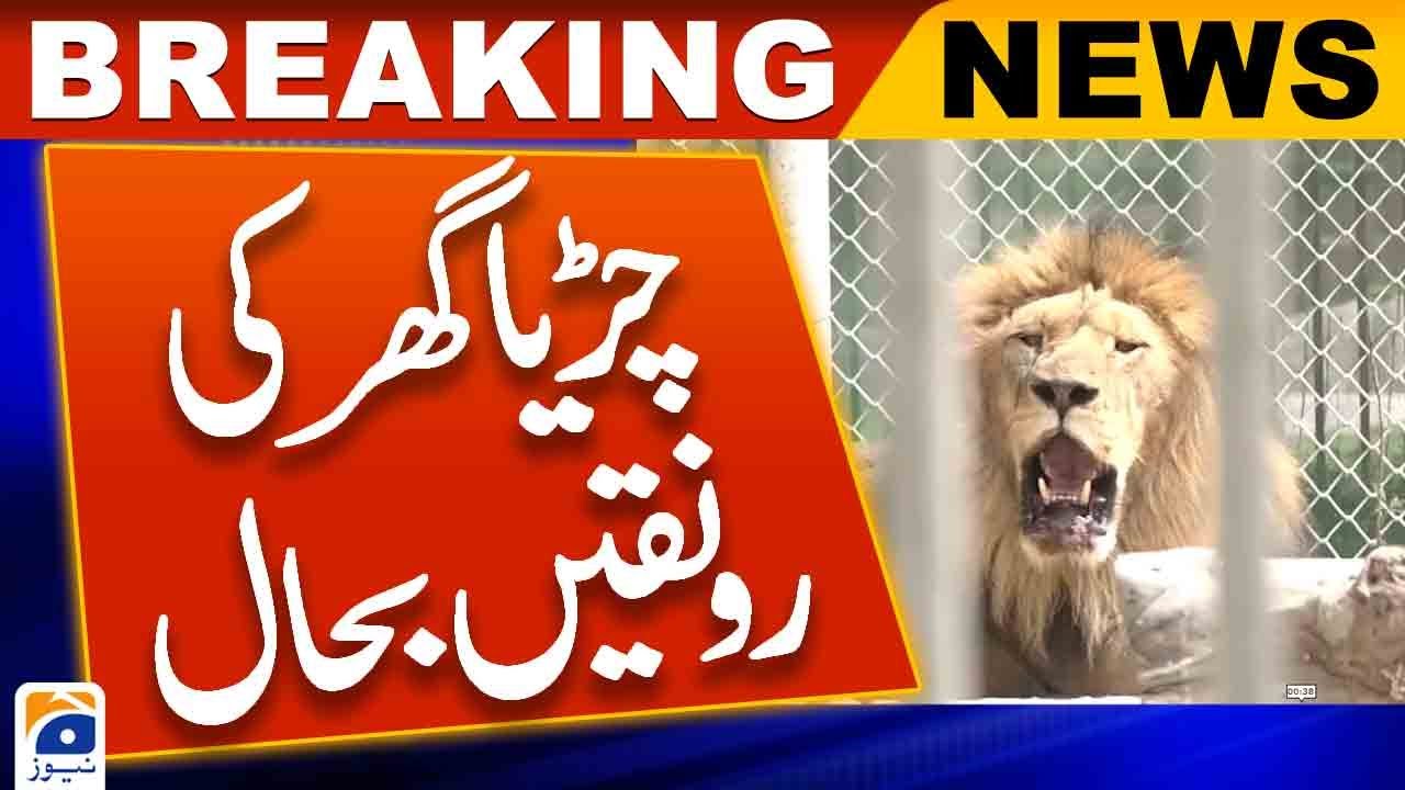 Arrival of lions in Karachi Zoo splendor began to recover - Geo News