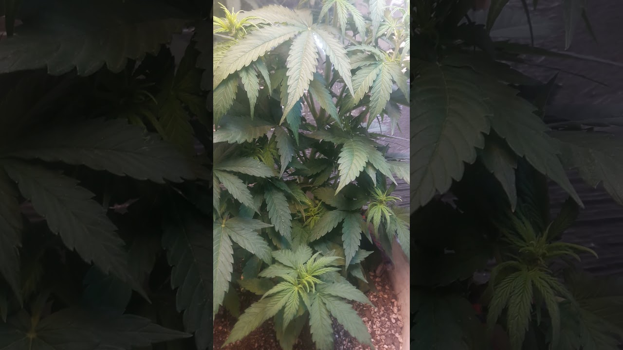 hulkberry 45 dias