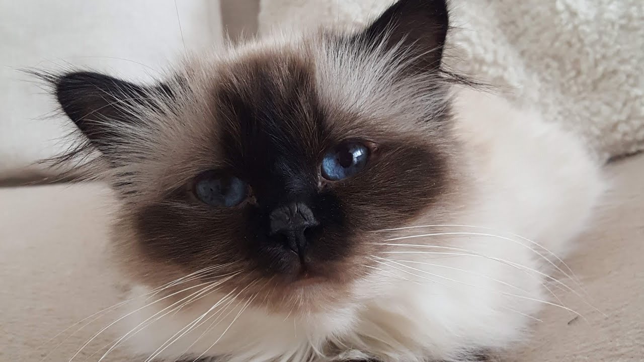 Meine Katze Lina möchte sich vorstellen