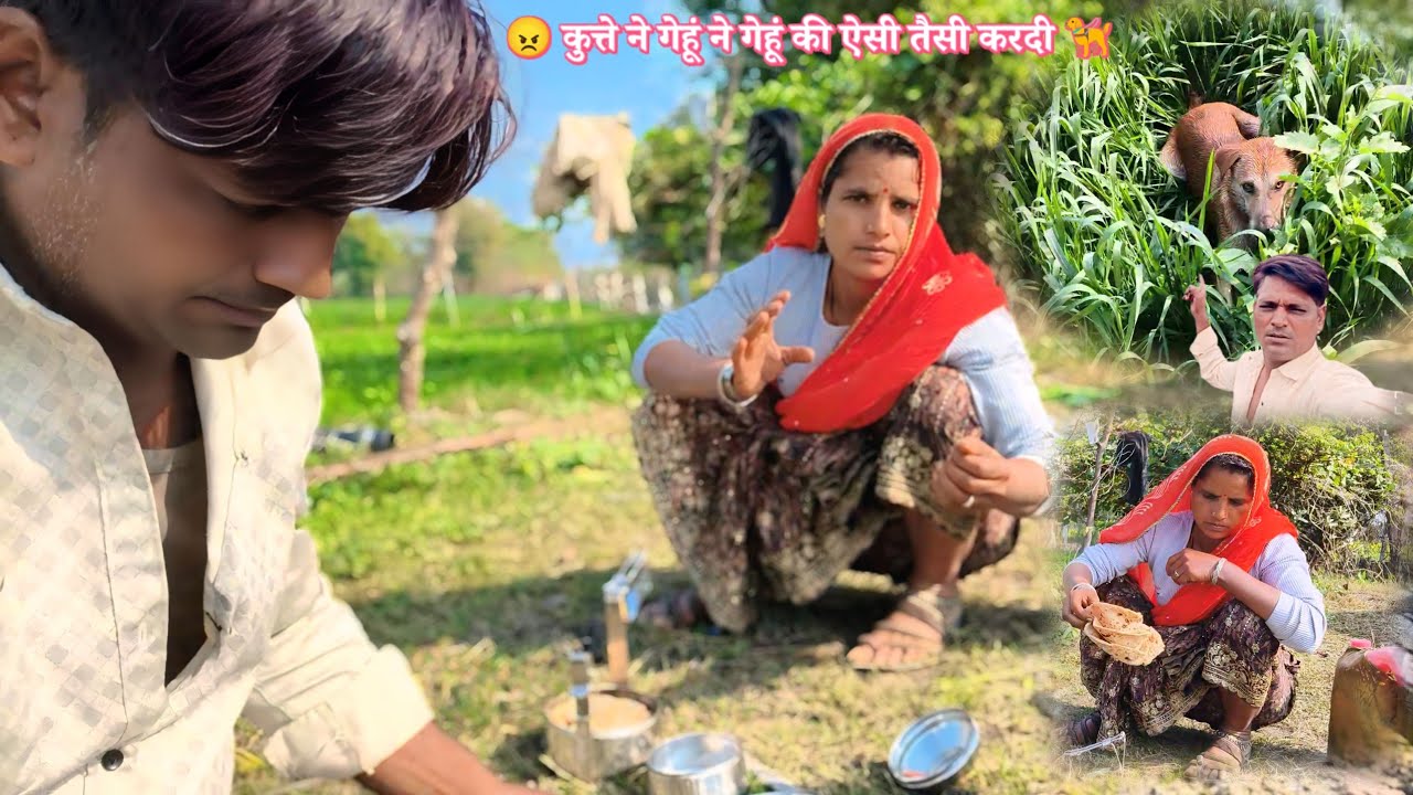 गेहूं की ऐसी तैसी करदी ! कुत्ते ने 🦮 village farming in gehu 🌾 rajsthan 
