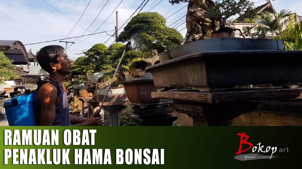 RAMUAN OBAT PENAKLUK HAMA BONSAI