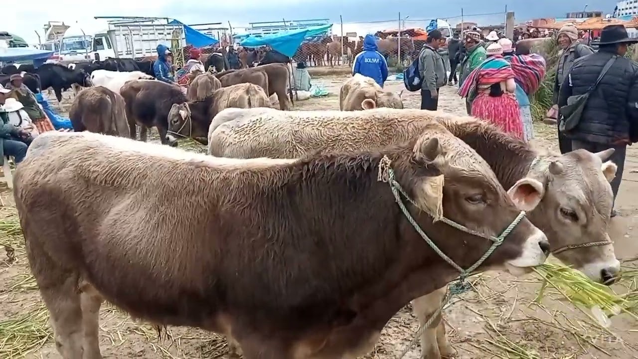 FERIA DE RAMOS.  CONOCEMOS LA FERIA DE RAMOS EN LA CIUDAD DE EL ALTO, distrito 14.
