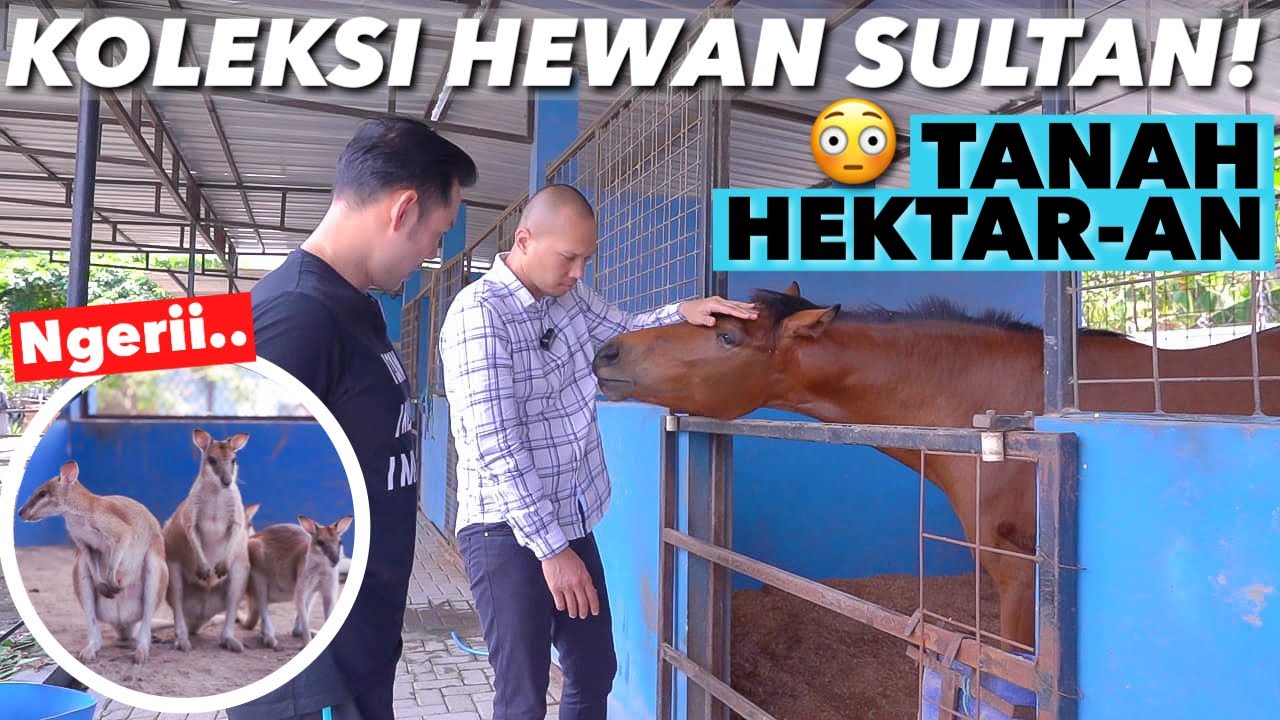 BIMA DIGIGIT KUDA ARGENTINA!! KOLEKSI HEWAN2 SULTAN NGERII 😱