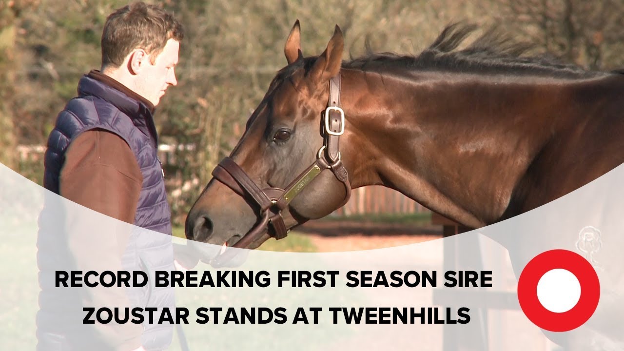 Record breaking first season sire Zoustar stands at Tweenhills