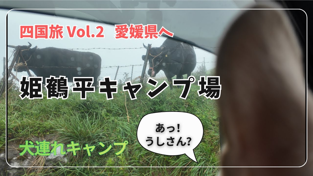 四国旅No2/姫鶴平キャンプ場/愛媛県/キャンプ旅/ フレンチブルドッグ