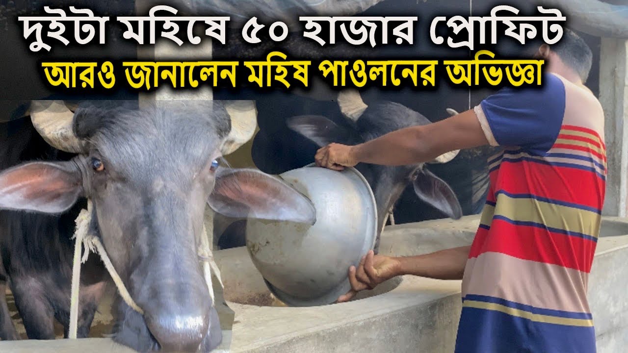 মহিষ পালন | গরুর থেকে লাভ বেশি | Buffalo farming