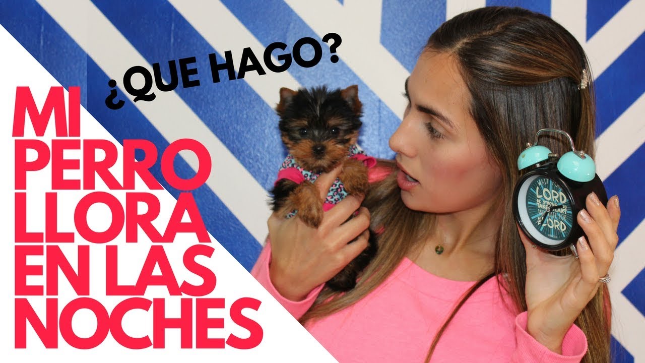 Que hacer si mi  cachorro llora en las noches - Tips by Natalia Ospina