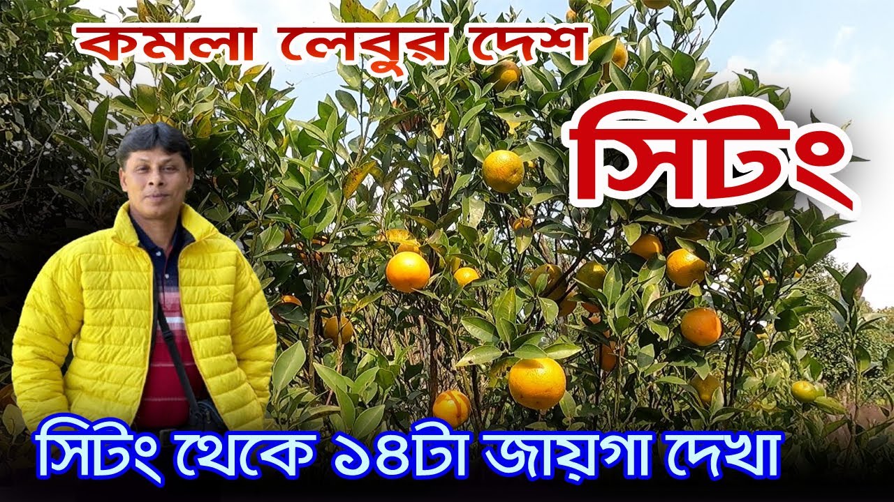 Sittong Tour Guide | সিটং থেকে এত কিছু দেখা | Sittong Homestay | Sittong Darjeeling | Orange Garden