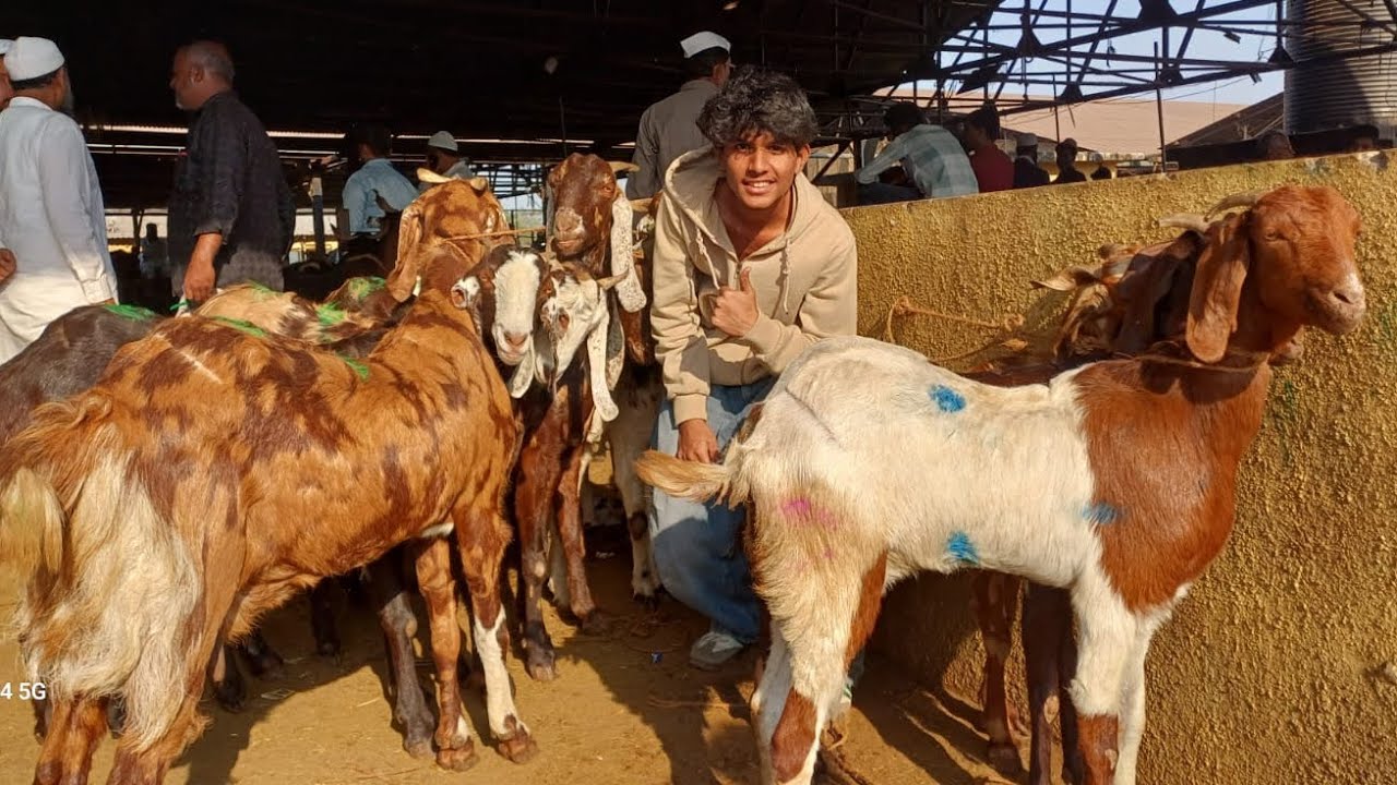 Deonar bakra Mandi Tuesday live update 2025/12/23 #goatmarketindia #goatframing 