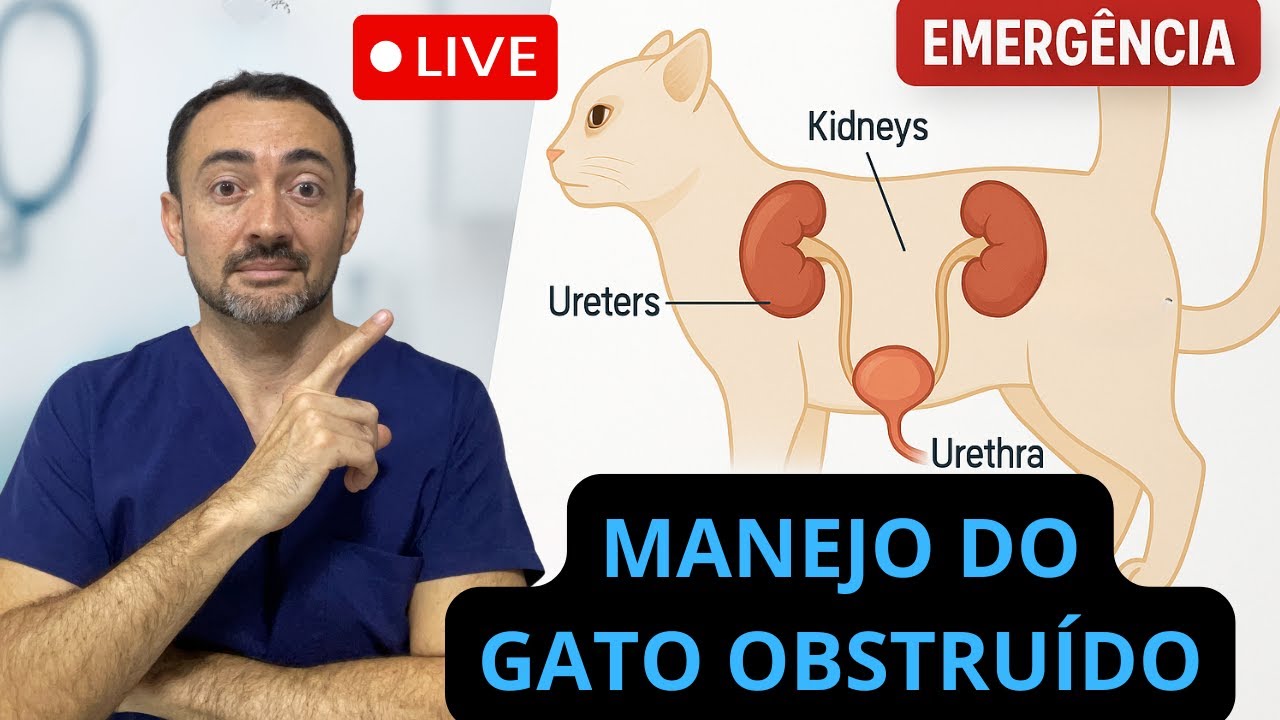 Obstrução Uretral Felina: Protocolo de Emergência Passo a Passo