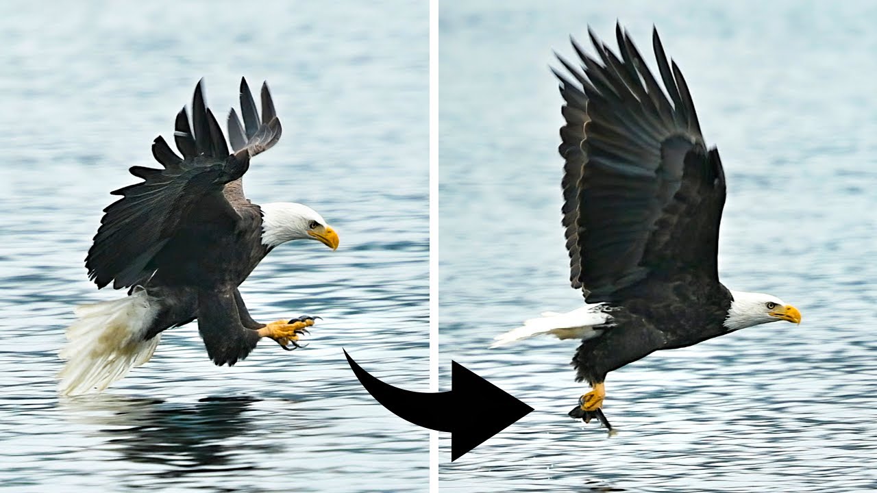 BALD EAGLES Catch Fish in Lake Coeur d'Alene, Idaho