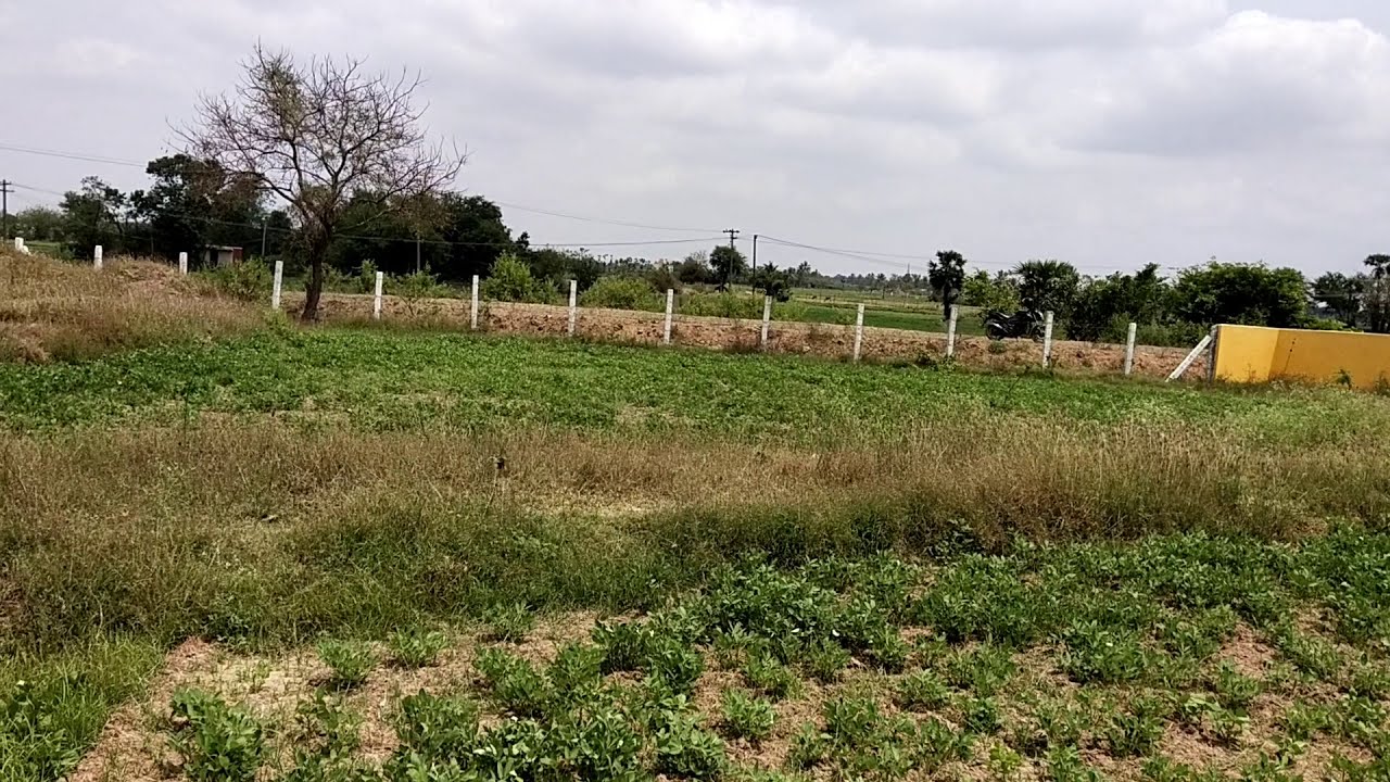 No: 34 Agriculture Land for sale in Kayapakkam Near Acharapakkam Phone: 9843126285