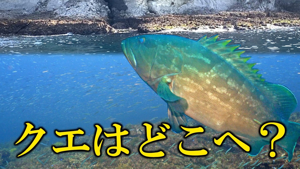 幻の高級魚「クエ」はどこに消えた？
