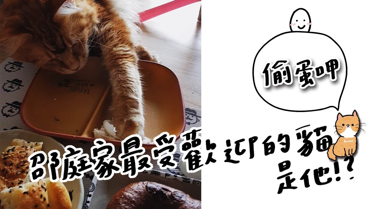 全台手播【庭閃der】#4 邵庭家最受歡迎的貓是他！？偷蛋呷