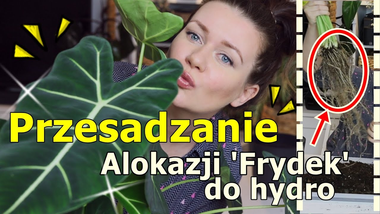 Duża alokazja 'Frydek' 😍 ➜ przenoszenie do hydroponiki | oczyszczanie korzeni 😵