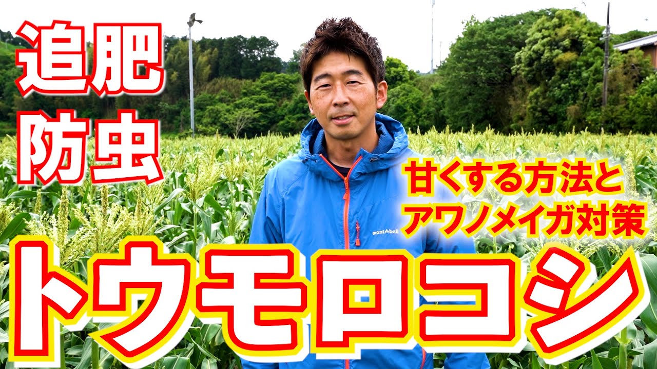 【トウモロコシ】農家が教えるトウモロコシの追肥と防除。アワノメイガ対策や甘く育てる方法。