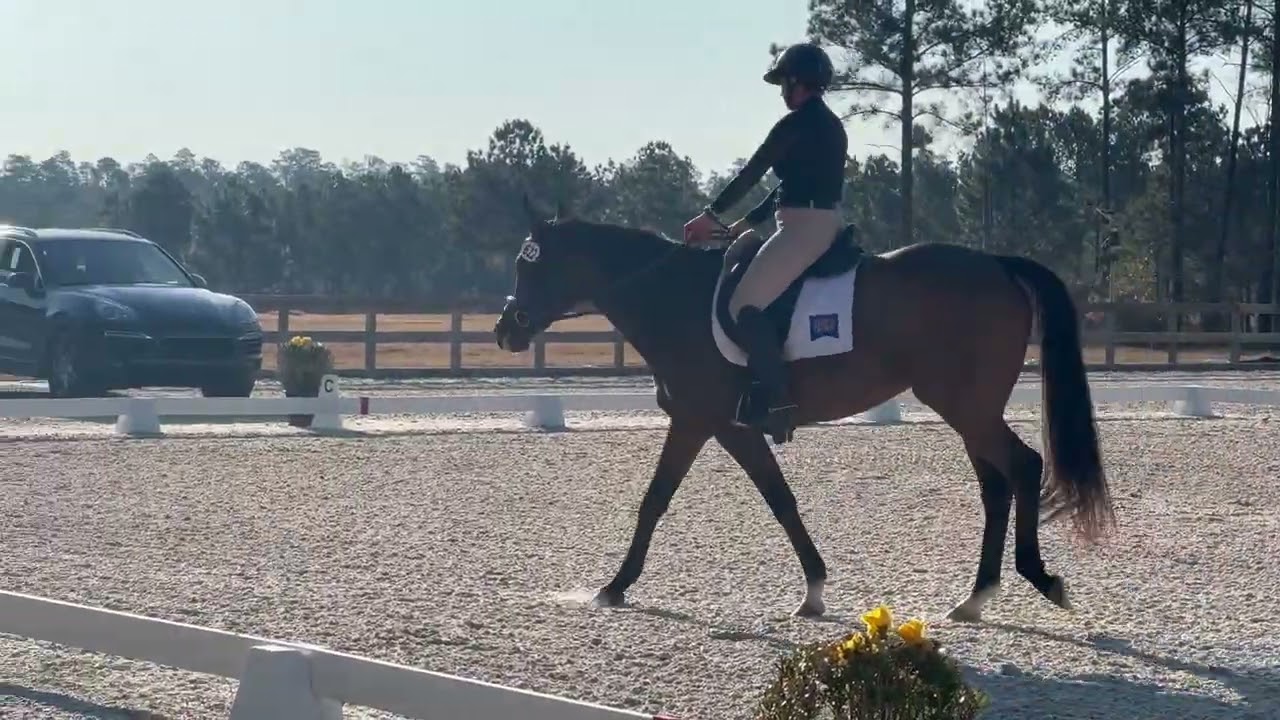 Cognac - dressage