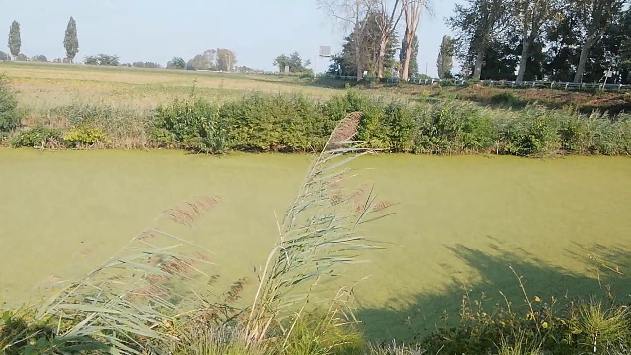 Mr Green presenta la pianta di lenticchia d'acqua