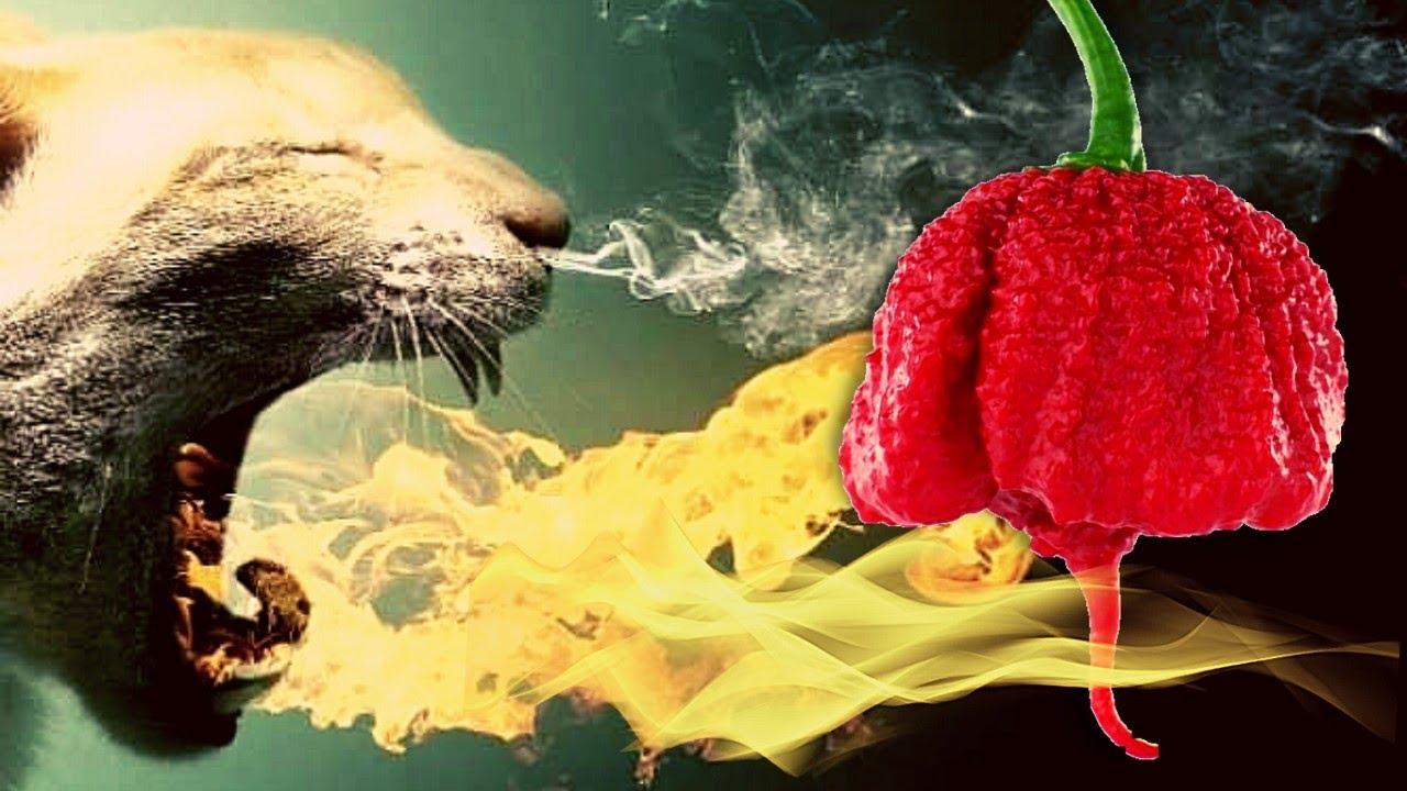 5 Chiles m&aacute;s picantes del mundo: &iquest;Te atreves a probarlos?