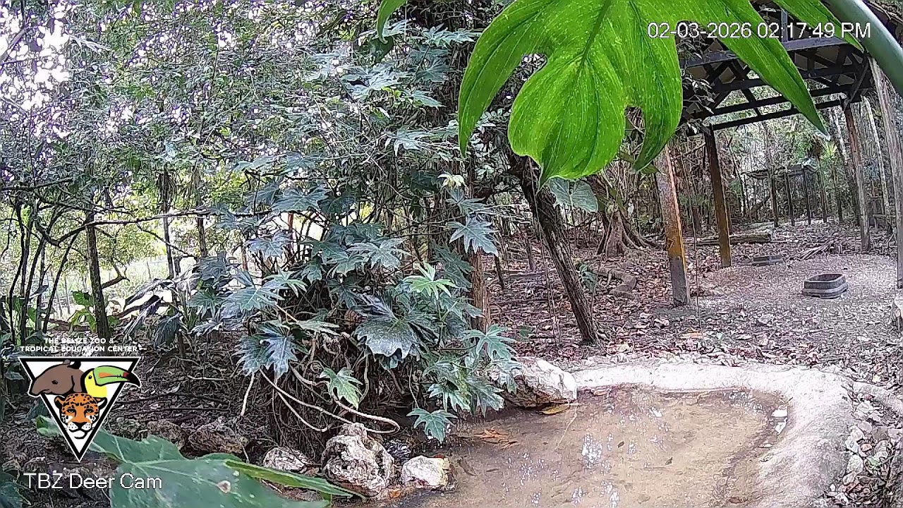 The Belize Zoo Live Cam