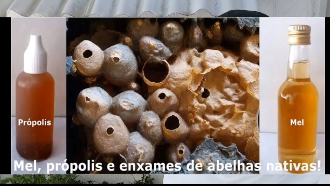 Abelhas sem ferrão na criação de aves