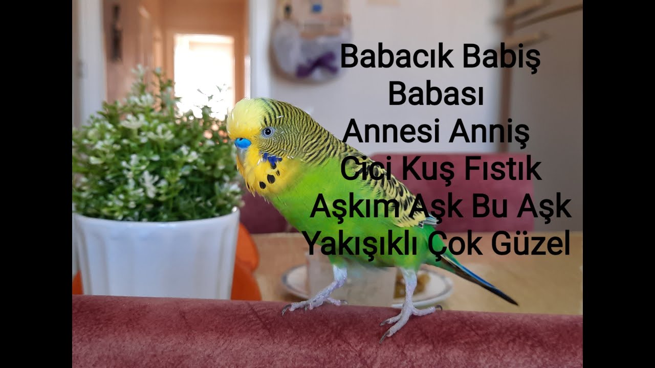 Babası Babiş Anniş Aşkım Cici Kuş...Dinletin Muhabbet Kuşunuz Konuşsun