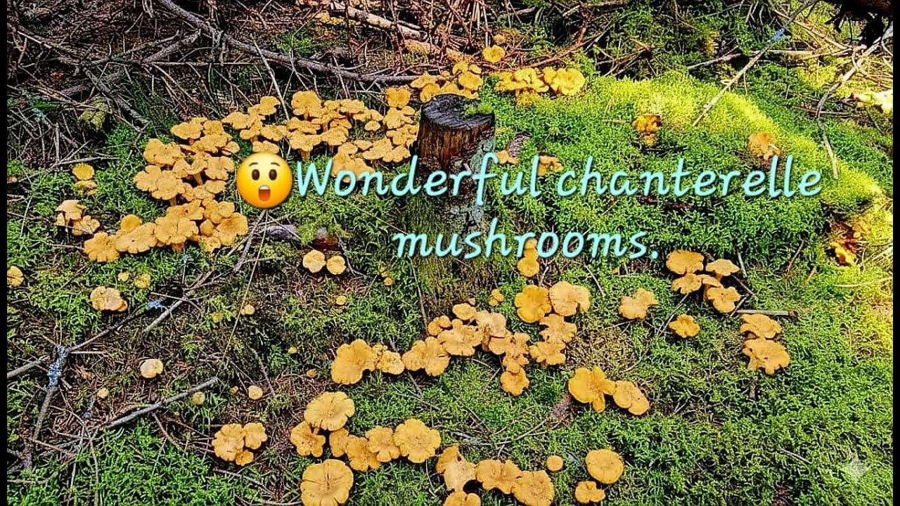 😮Wonderful chanterelle mushrooms 🍄เห็ดมันปูสวยสวย