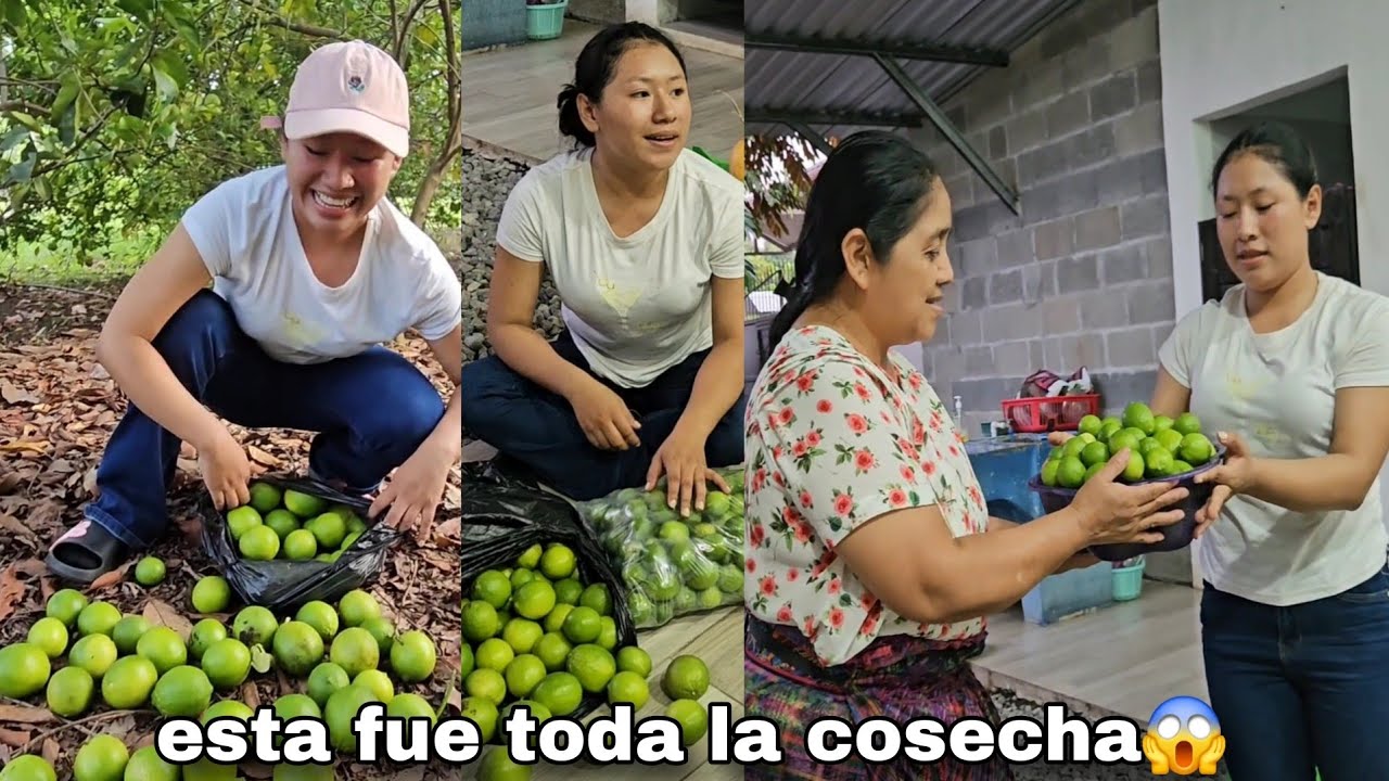 Le lleve LIMONES A MI SUEGRA, mi MAMÁ muy feliz comparte su primer cosecha de limón 🍋 