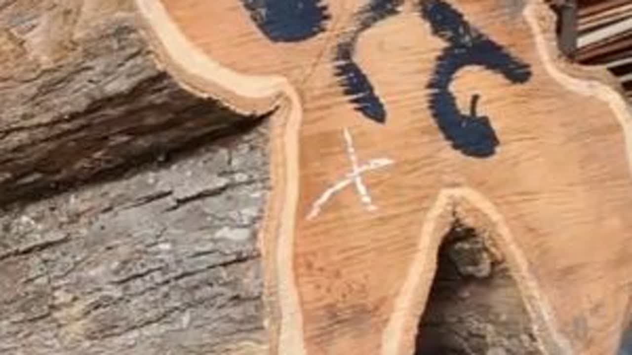 在锯木厂锯割一根形状怪异的柚木原木