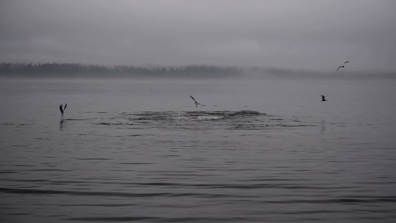 Gray Whales,  #21 Shackleton, #22 Earhart & #2356 Whidbey Island, Saratoga Passage, 3/23/2022