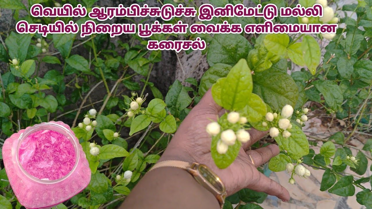 வெயில் ஆரம்பிச்சுடுச்சு இனிமேட்டு மல்லிசெடியில் நிறைய பூக்கள் வைக்க எளிமையான கரைசல் #mallifertilizer