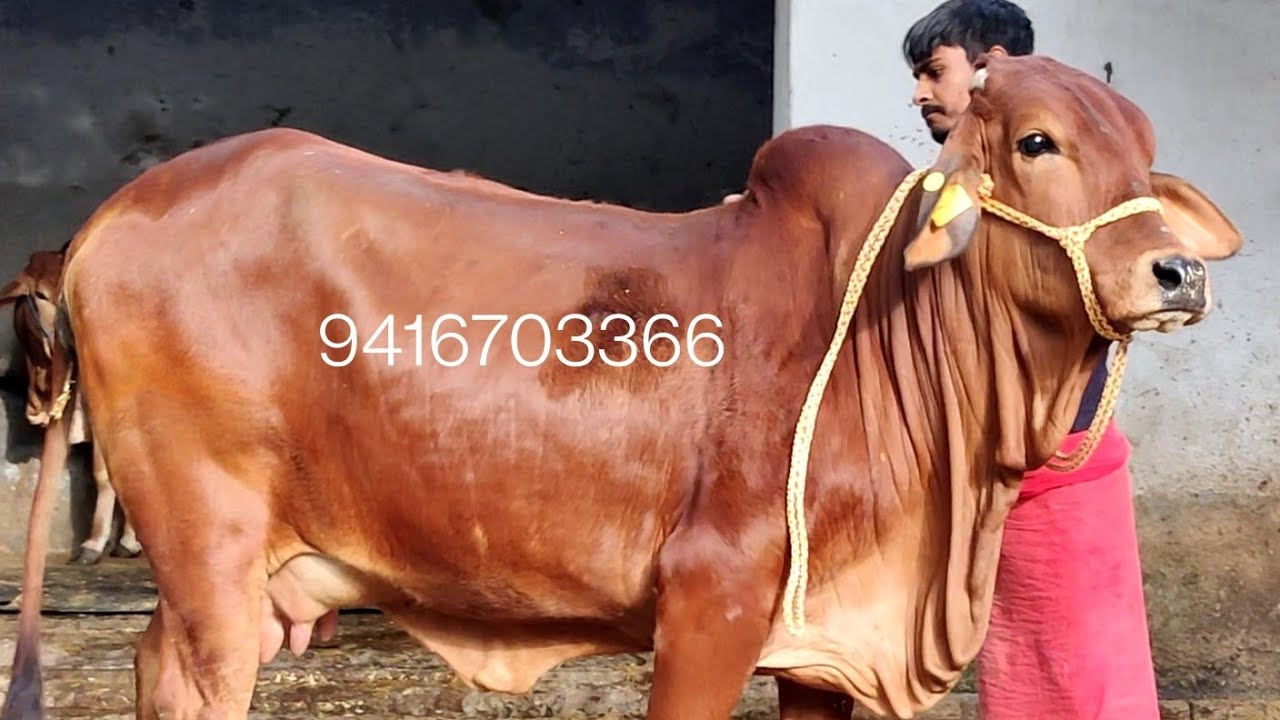 Super Quality Sahiwal cow for Sale at Gupta Dairy Farm Karnal Haryana