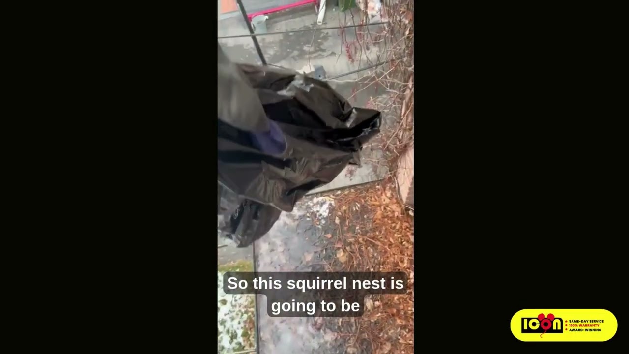 Toronto Squirrel Removal: How Vines Damage Homes and Attract Wildlife