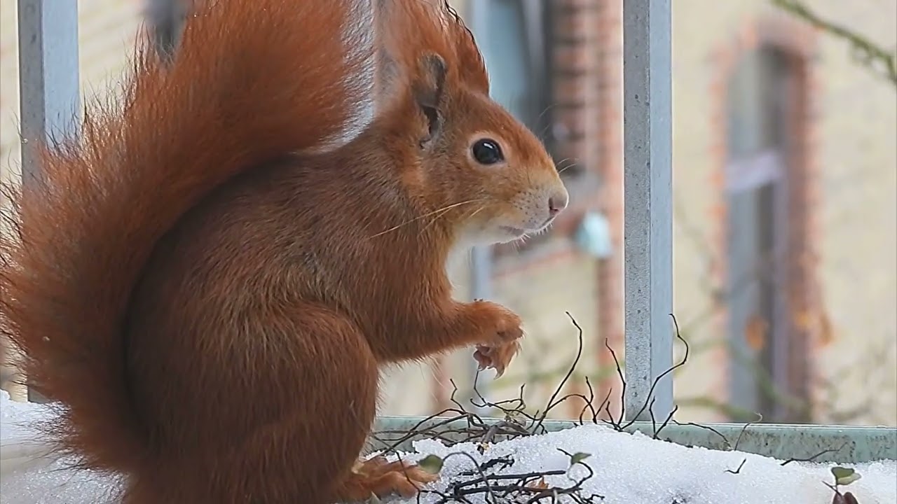 Tagträume🐿️Der Winter geht  solangsam