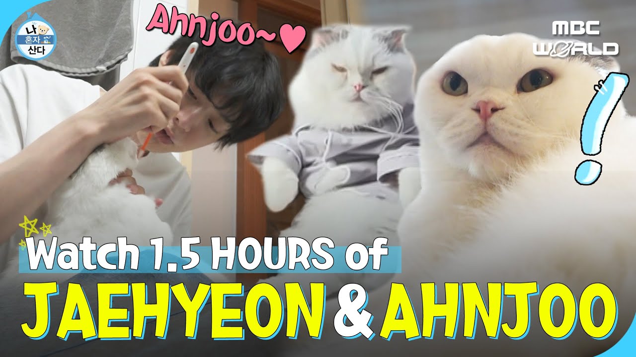 [SUB] ✨1.5 HOURS✨ of AHN JAEHYEON's daily life with his cat Ahnjoo #AHNJAEHYEON