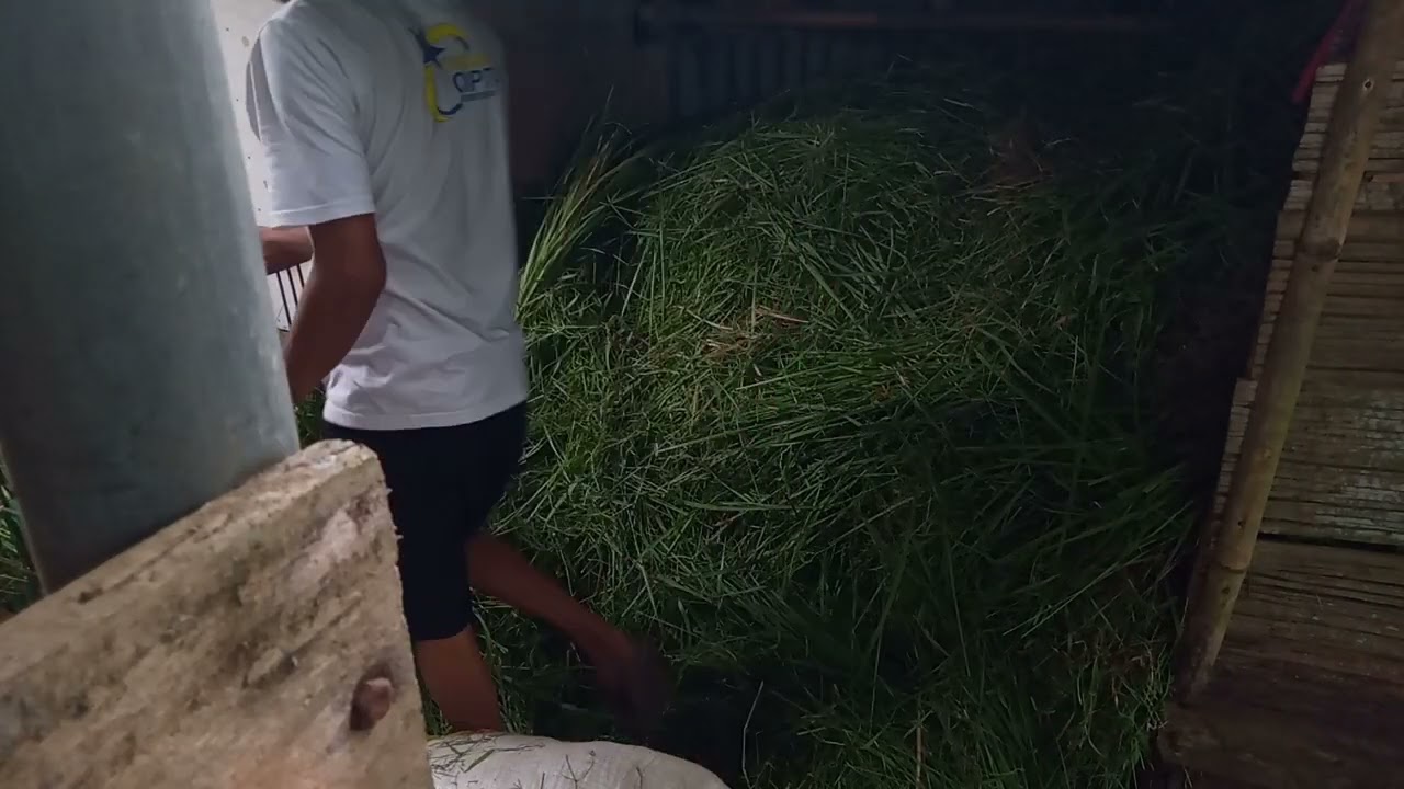 Bongkar rumput untuk pakan sapi.#bredingsapi #pedetsuper#sapibali#rumputliar#rumputodot#cow.