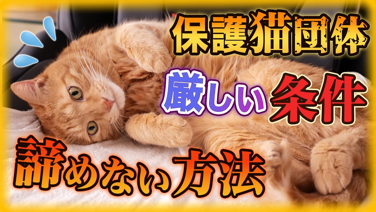 諦めないで！保護猫の里親になる方法！