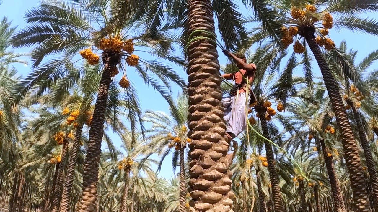 DESA DI PAKISTAN: HARMONI KEHIDUPAN PETANI KURMA PAKISTAN