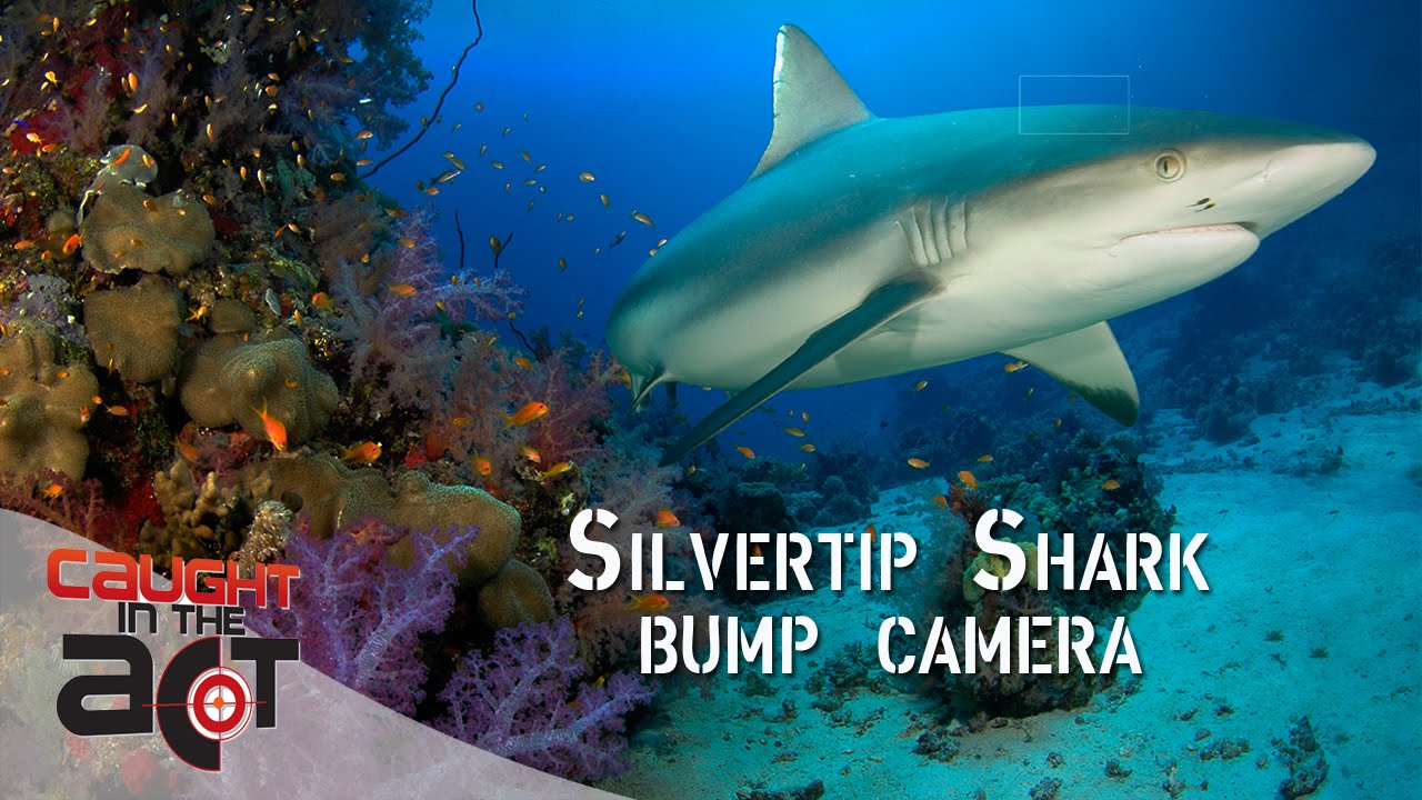 Slivertip shark with attitude