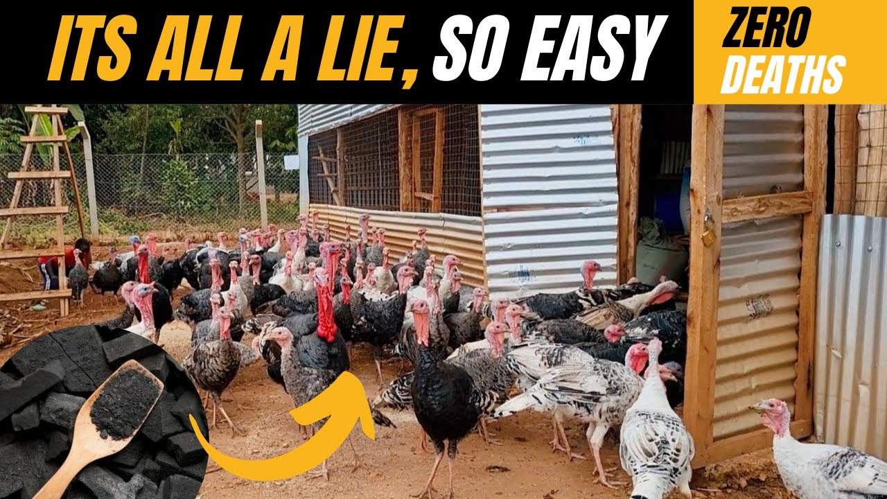 Grow Your Turkeys and Chickens Faster with This Simple Trick | TURKEY AND CHICKEN Growth Guaranteed