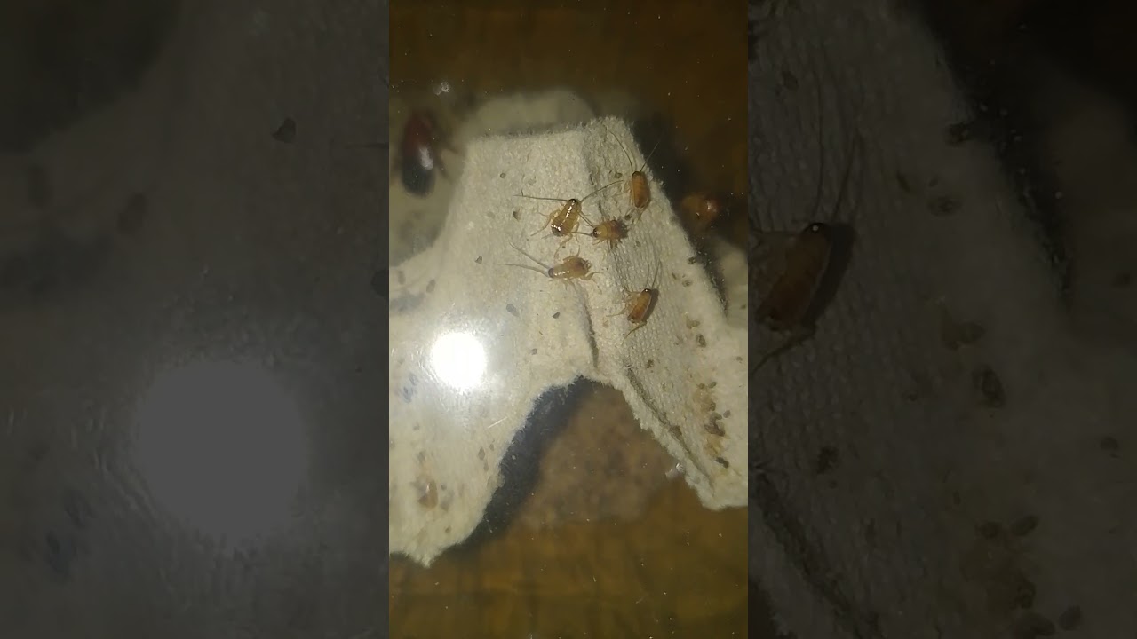 erster Zuchterfolg bei Schokoschaben.#z&uuml;chten