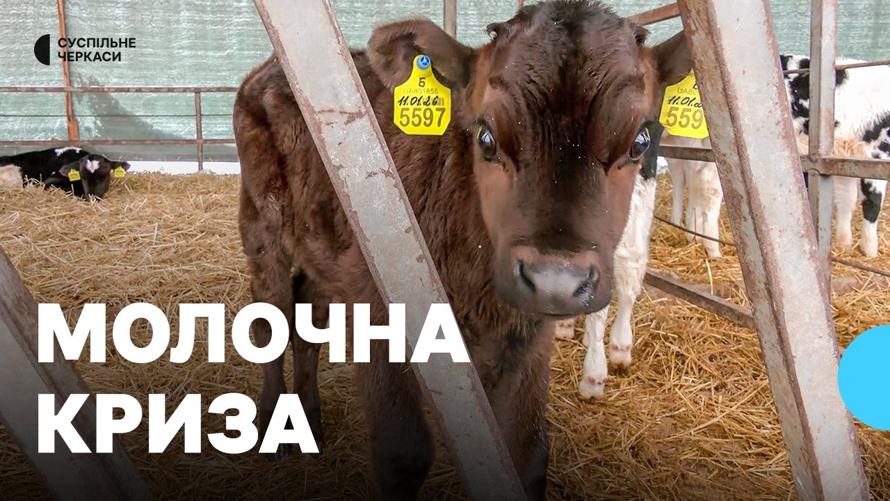 «Просто виживаємо»: українські молочні ферми під загрозою закриття?