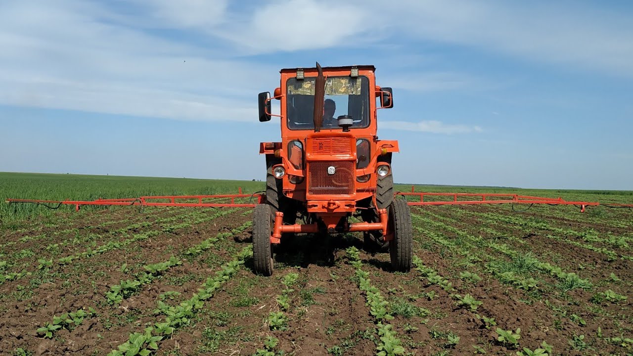 La erbicidat Floarea Soarelui hibrid P64LE25 cu UTB 650 si MAT POLONEZ de 12M