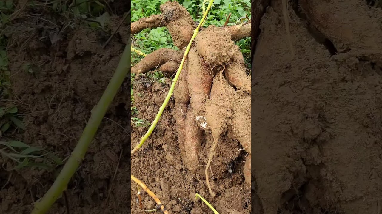 super giant bunch of cassava #satisfying #shortvideo #farming #trending #survival #food #camping #ba