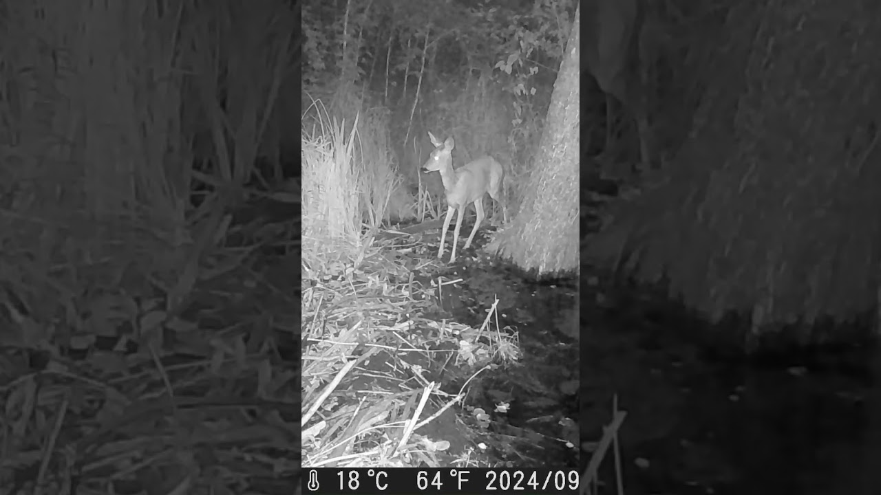 Stirnu kaza #latvija #stirnas #roedeer #trailcamera #wildkamera #nature #deer #wildlife