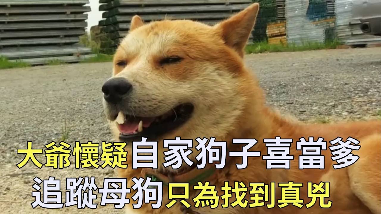 大爺懷疑自家狗子喜当爹，小狗不僅毛色不對連品種也不對，不惜花重金跟蹤狗媽媽，沒想到發現了秘密！【小奶狗觀影】
