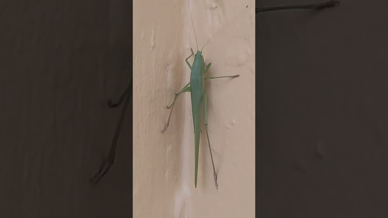 Esperanza, Saltamontes o Grillo de la suerte