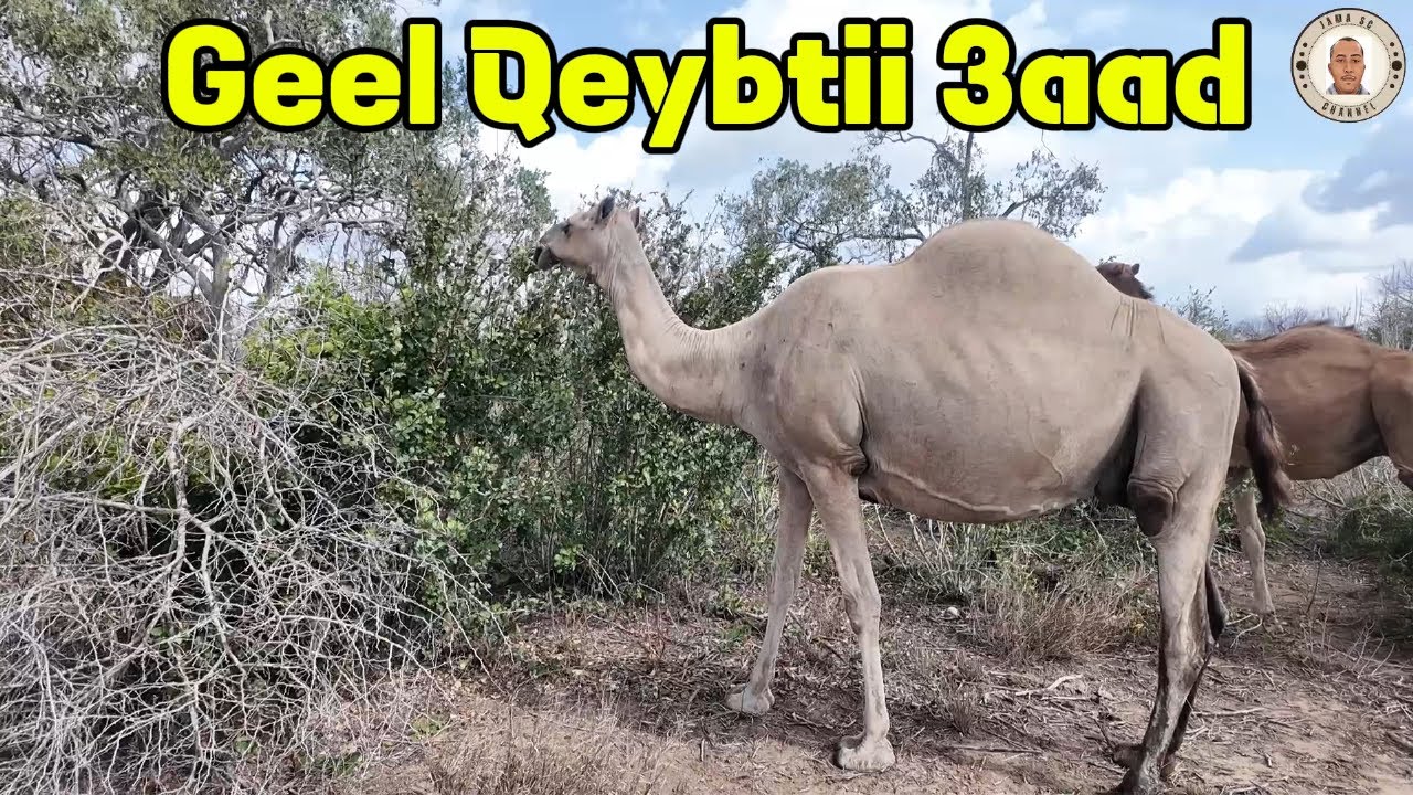 Geel qeybtii 3aad: Geela waa xoolaha kuwa ugu faidada badan..