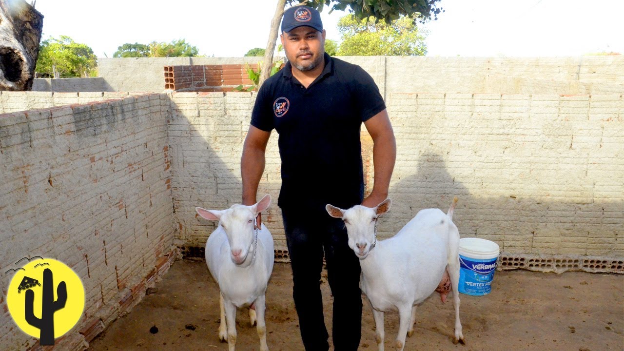 [VIDA NA ROÇA] Joseilton mostra o seu Plantel de Raças Puras - Parte 02 🌵